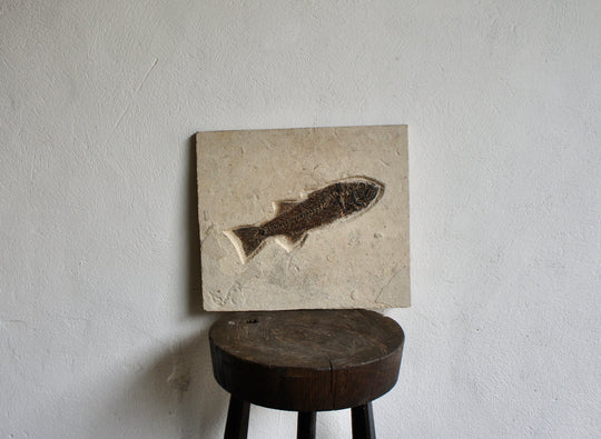A LARGE FISH FOSSIL ON MATRIX