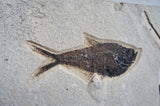 DIPLOMYSTUS FISH FOSSIL